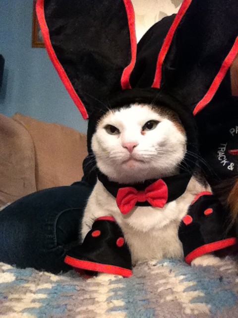 KittySardo's tweet image. Playboy kitty #HotGurlProblems