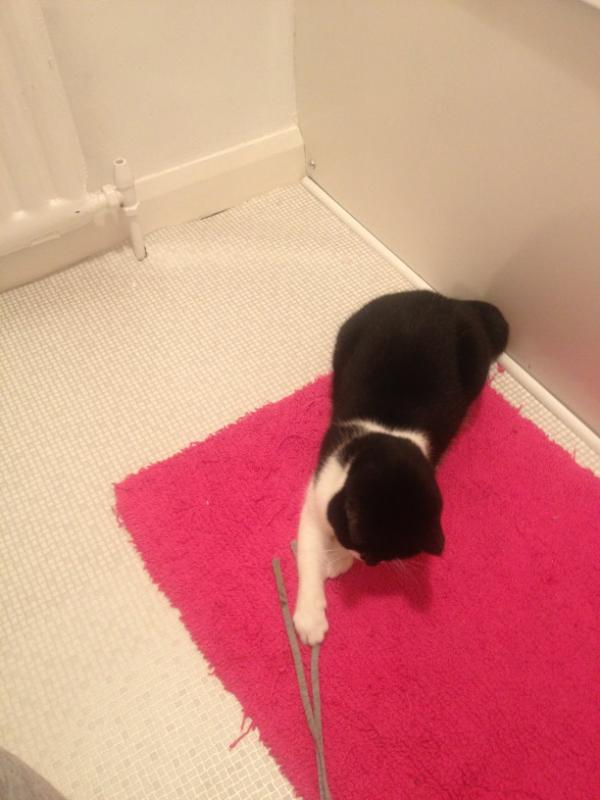PuddlesTheCat's tweet photo. Practicing my mouse catching skills on @Claire_Cx trousers, love it ! http://t.co/fb51Rjav