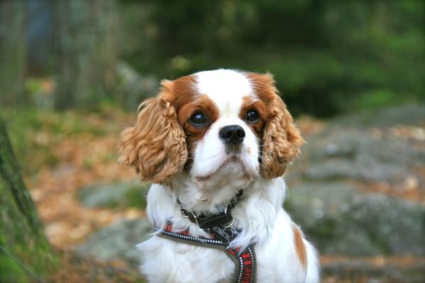 Ruistuen's tweet photo. Linus på tur. http://t.co/NTocIIxJ