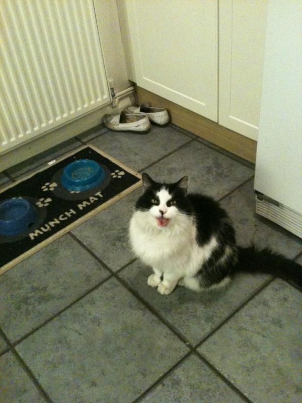 Horsers's tweet image. Busta wants food I think.... #gettingaggressive