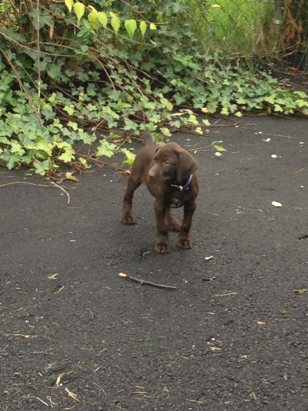 animatordude's tweet photo. Our new puppy Skip! http://t.co/wnuLzR9i