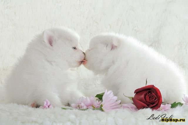 �������� ��������, ������ �������� � ��������� � ���� �����