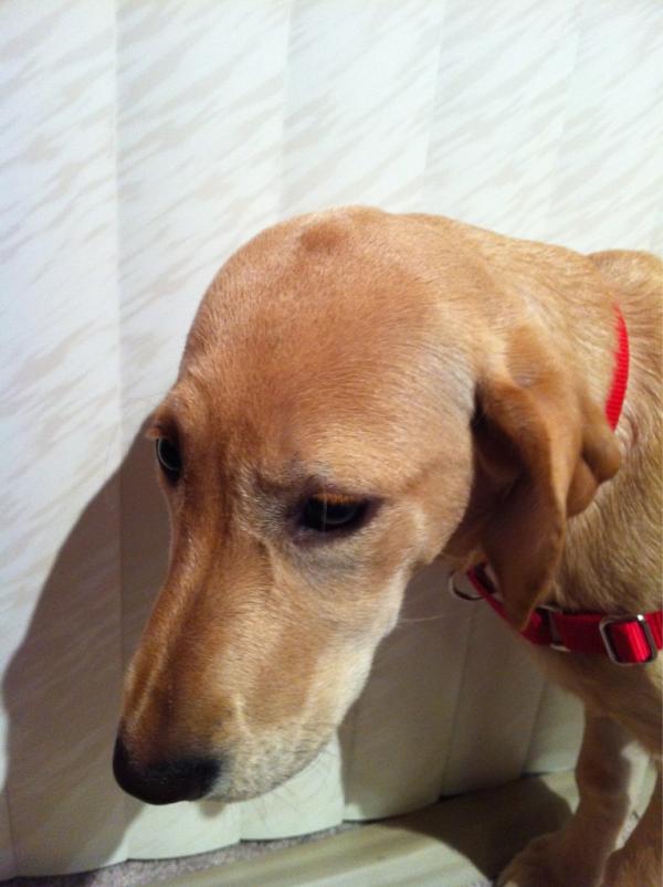 RosieLauer's tweet photo. I do not like to wear this harness. #emodog http://t.co/36g1vmOQ
