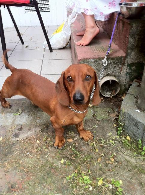 We have found a little sausage dog on Dorp street in Stellenbosch - no owner? Please RT
