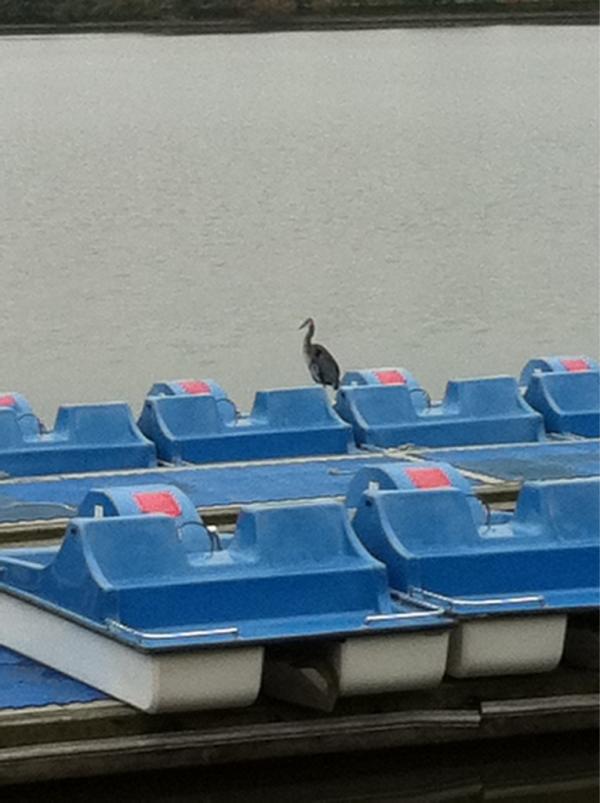 JessiDG's tweet image. A stork issue? #wildlifeforfreedom #smswalk