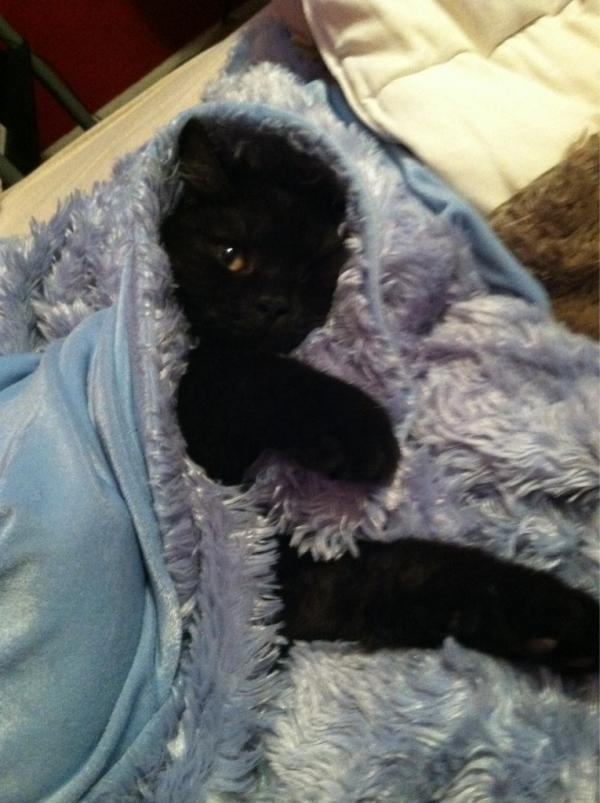 BernieDaCat's tweet image. Peekaboo @peek_abouu