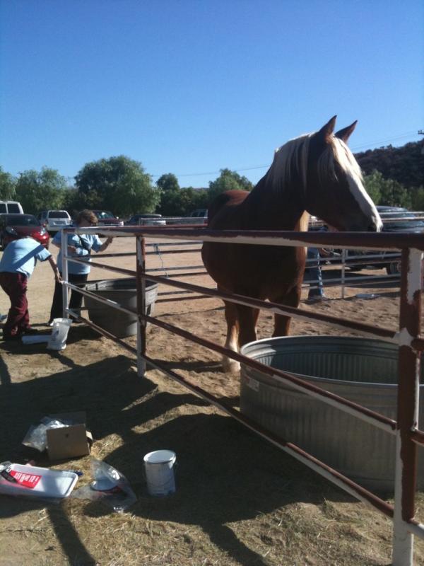 PrincessCruises's tweet photo. The Princess team painting @GentleBarn - we have about 100 volunteers helping today. #mdday11 http://t.co/ZkfKCwdW