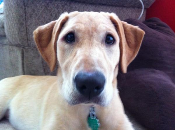 RosieLauer's tweet photo. A big bad b b b bee stung me :( http://t.co/u9nidlNy