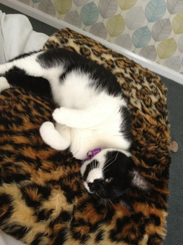 PuddlesTheCat's tweet photo. I just love the new bed that @Claire_Cx mum bought me!!!! http://t.co/djkFaf4s