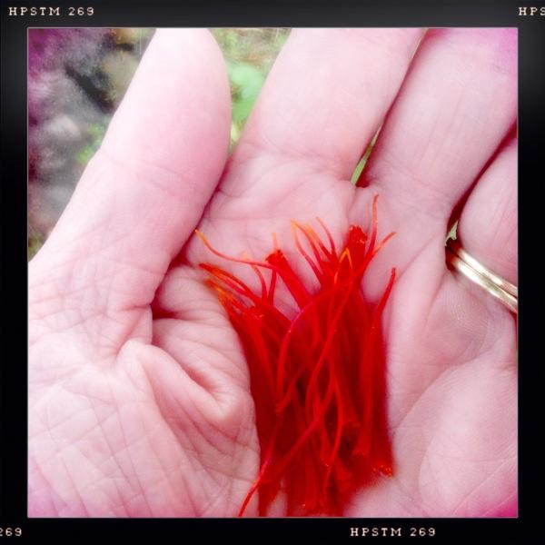 Urban Farming in ROC tweet media