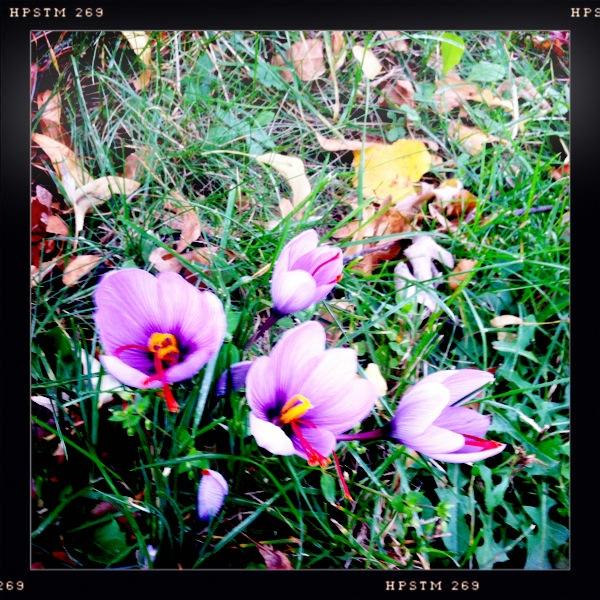 Urban Farming in ROC tweet media