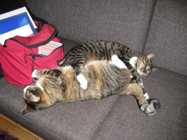 FionaFatCat's tweet photo. #SnuggleSunday http://t.co/AbZuAWun