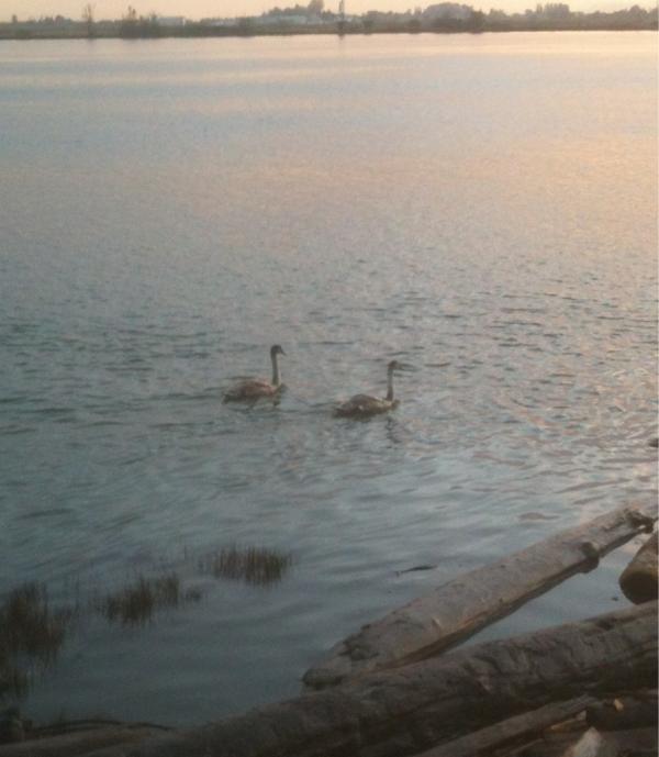 MarkStaley12's tweet photo. Pair of young swans on the Fraser river #richmond http://t.co/9w7SKdzc