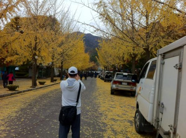 nkd4417's tweet photo. 용문산은 은행나무로 유명하다. http://t.co/TDvfBKLu