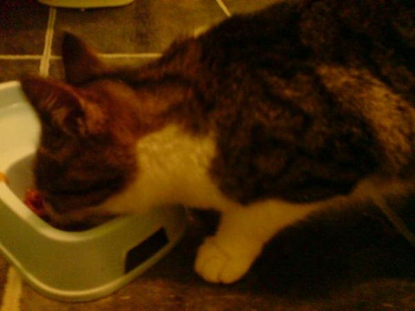 Splott_Online's tweet photo. @closhea is this your cat? It wandered into my friends house this evening, lost & very hungry http://t.co/MKQcNa3x
