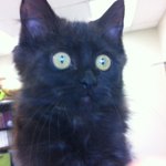 Photo by ShelbyHumane Society (@ShelbyHumane)