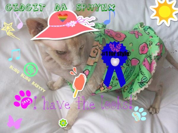 GidgitdaSphynx's tweet photo. I haz no tweeted in awhile. Momma too busy wiff da computer. Here cute pic ob me to make up for itz http://t.co/hJsvpqeU