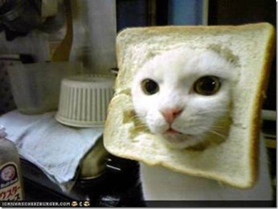 GidgitdaSphynx's tweet photo. Too funny to no share. Inbred cat http://t.co/5RuseKFg