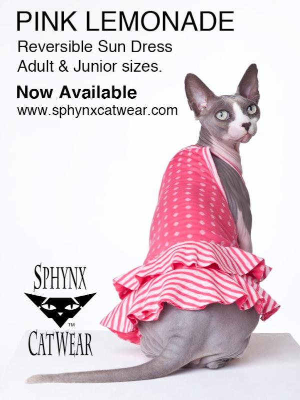 GidgitdaSphynx's tweet photo. Look at dis Sphynx modeling for @SphynxCatWear !!!  I wonder if I can bees a model someday? <3 http://t.co/nehbPcuM