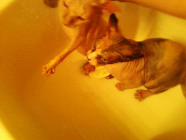 GidgitdaSphynx's tweet photo. Me n n n SIS-SKIN hazzing bath!! Oh noez!! http://t.co/YYnQ68Ww