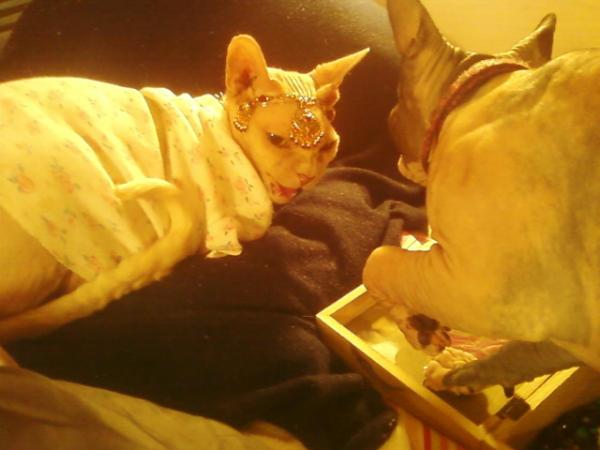 GidgitdaSphynx's tweet photo. I getz harsh wen wen SIS-SKIN getted in meh JEWELZ http://t.co/IIJI8QT0