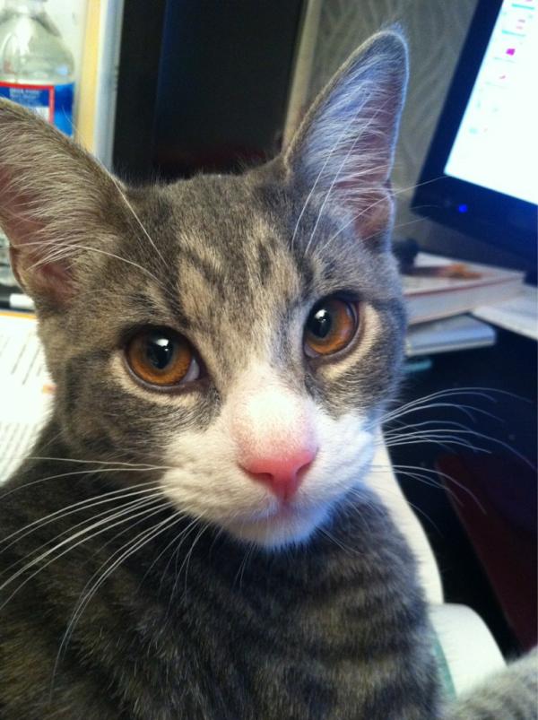 뱀파이어호야 tweet media