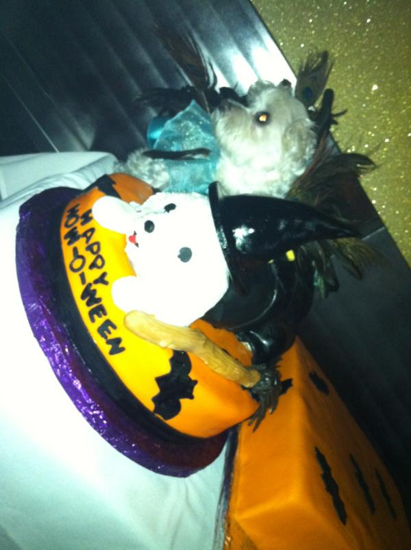 HumaneSocietyNY's tweet image. U got @luckydiamond w/her cake! It was yummy too! RT @tamsenfadal: @wendydiamond AnimalFairs fab #howlween bash!