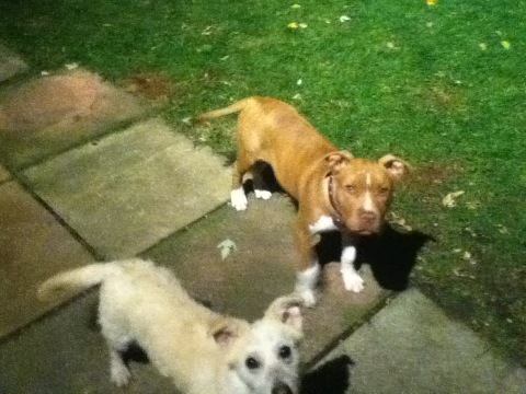 Mexguy93's tweet photo. My dogs lucky that we found but the owner came Roy the pitbull http://t.co/uwIZdkzf