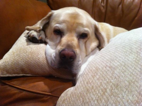 Myclothes's tweet photo. Someone is spoiled! http://t.co/c47dj3oB