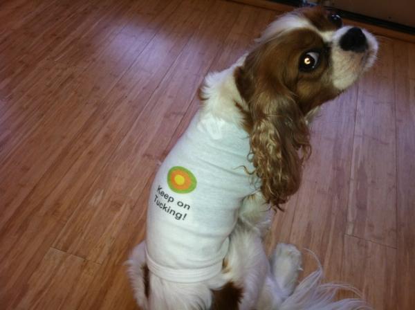 DaileyMethodRBP's tweet image. Tucker says Keep on Tucking! (pun intended)
#daileymethod