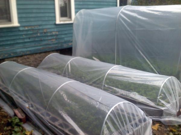 Urban Farming in ROC tweet media