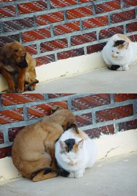 _Lupa's tweet photo. A hora de esquecer as diferenças... boa foto :) http://t.co/jgonOy6h