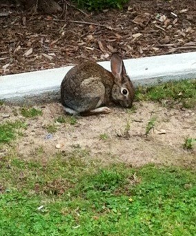 princessimp1's tweet photo. Lunch bunny!! #fb http://t.co/RgO39OQS