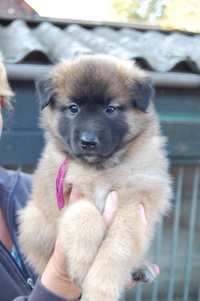 Die pups worden toch steeds liever? Nog 3 weekjes en dan krijgen we een nieuwe huisgenoot!