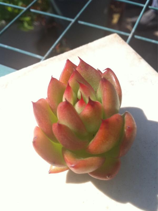 みっつん エケベリアの アガボイデス 赤い唇 子株がとれた かわいいな 買ったときの名前だけど 正しいのかは怪しい Http T Co Ids3m31d