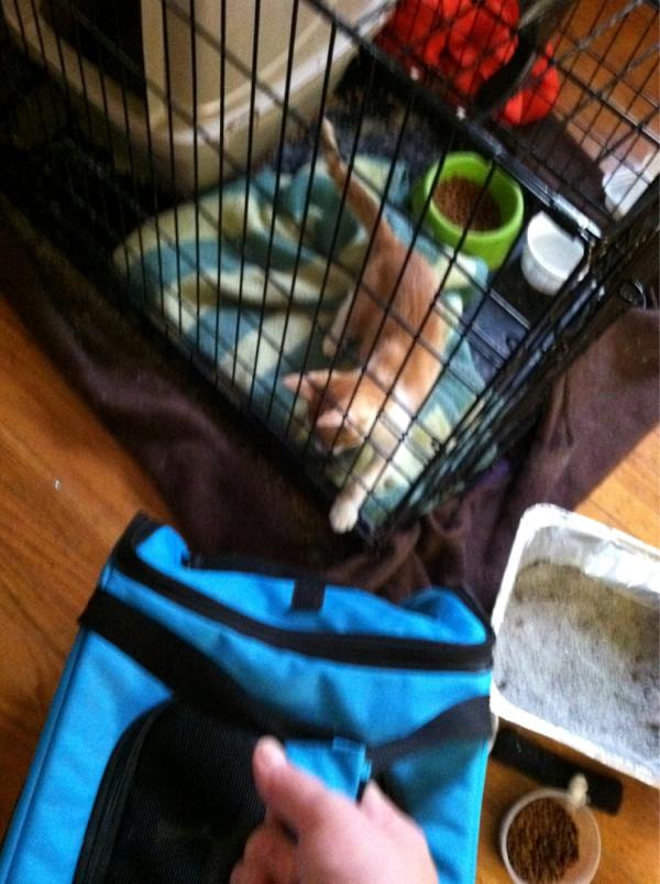 templecats's tweet photo. Benny says goodbye to Puck and Beatrice. "Who will adopt me now that my brother and sisters are gone?" http://t.co/NRPOt97x