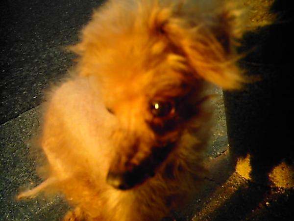 photo_a's tweet photo. 飼い主のおじさんいわく「もう毛が生えないから俺とおそろいだあ」って。毛はボサボサだったし、足にケガしてたけど、目がすっごく済んでてきれいだった。　近距離撮影はやっぱりぼけてまう。 http://t.co/tblMnB9J