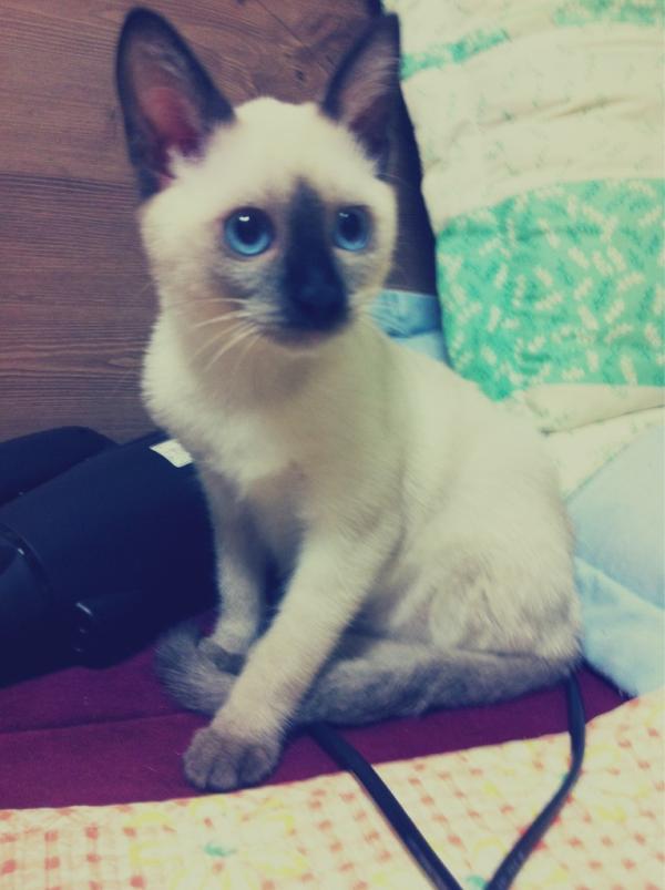AnnnnMJ's tweet photo. @goodwriting_bot 죄송한데요ㅠㅠ부산시 연제구 연산9동 망미주공아파트쪽에서 6개월된 고양이를 잃어버렷어요ㅜㅜ샴고양이구요 사진 여기에 잇어요ㅠㅠ알티 부탁 드려요ㅠㅠ제발 자취하는 저한텐 가족이예요ㅠㅠㅠ http://t.co/TGpHilTe