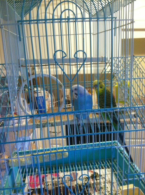 Our next parrots http://t.co/UKQRSKUg