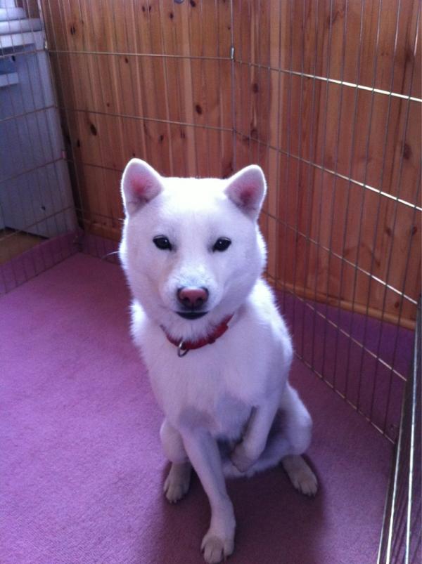 ソフトバンクcmの2代目お父さん犬はカイトくん カイキくん 犬種や年齢は 令和のcm図鑑