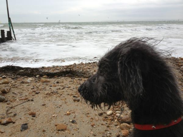 dgwave73's tweet image. Baywatch at hayling.