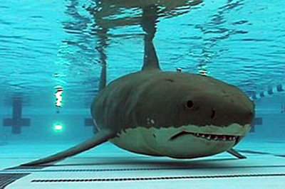 POOLCENTER's tweet image. Shark in Pool