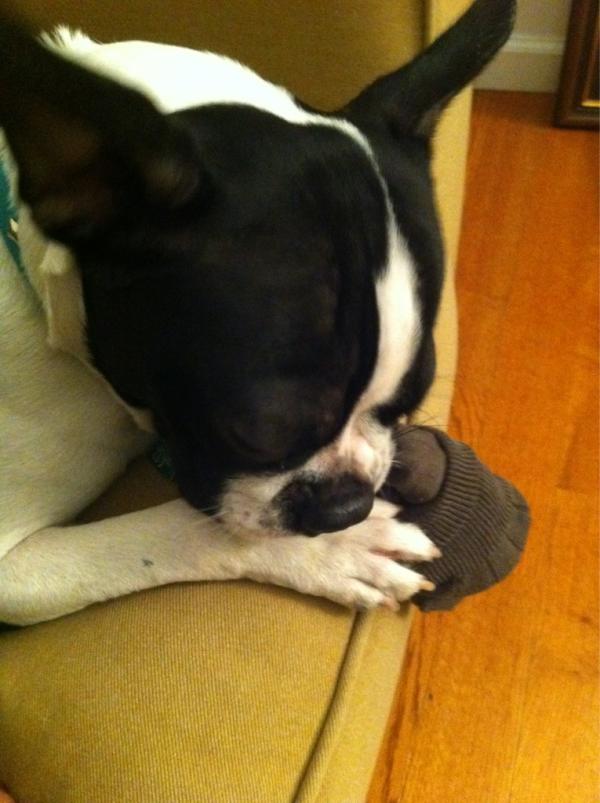 OhMyMilo's tweet photo. brb. gotta mess up this sock real good. k-9s...meet cotton http://t.co/RGaBZwVy