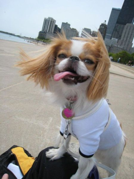 LabAlannah's tweet photo. @BradyLab hey brady this guy looks like you! http://t.co/Vb6GnMuD