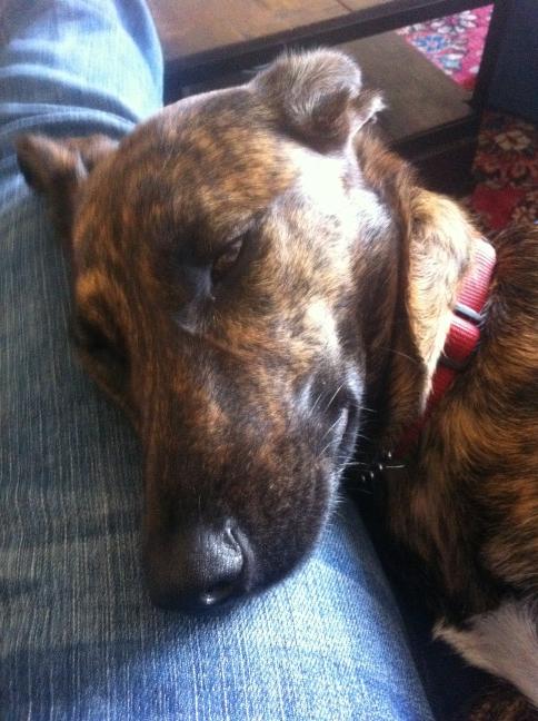 stiffyb's tweet photo. Molly is tired! http://t.co/U67X3lB
