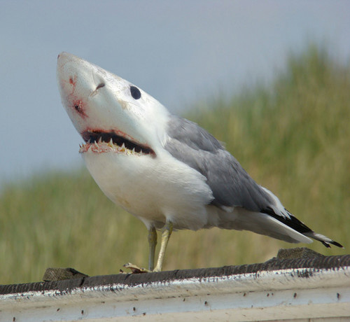LabAlannah's tweet photo. @Loneka_Lab this isn't funny, it's a shark bird! http://t.co/AgEfIAZV