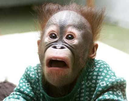 Loneka_Lab's tweet photo. @LabAlannah Look how cute the monkey is! http://t.co/0xGN4xPn