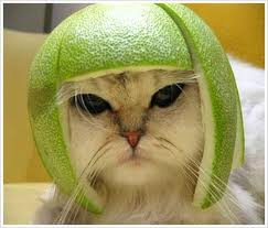 LabAlannah's tweet photo. @KayleenLab you should get a hairstyle like this! http://t.co/knVdD7KP