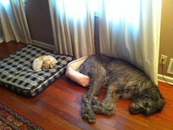 WestCoastDogs's tweet photo. Ever wake up in someone else's bed? http://t.co/UZILFbtg