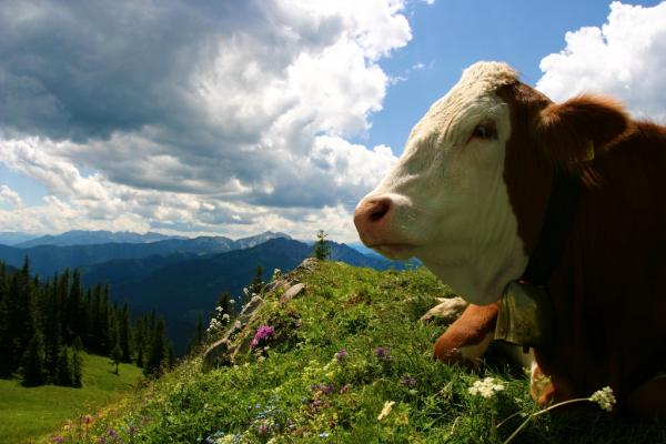 Haus Bergsee Hotelbergsee Twitter